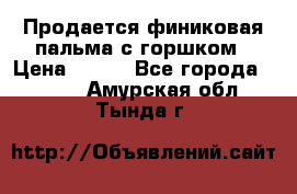 Продается финиковая пальма с горшком › Цена ­ 600 - Все города  »    . Амурская обл.,Тында г.